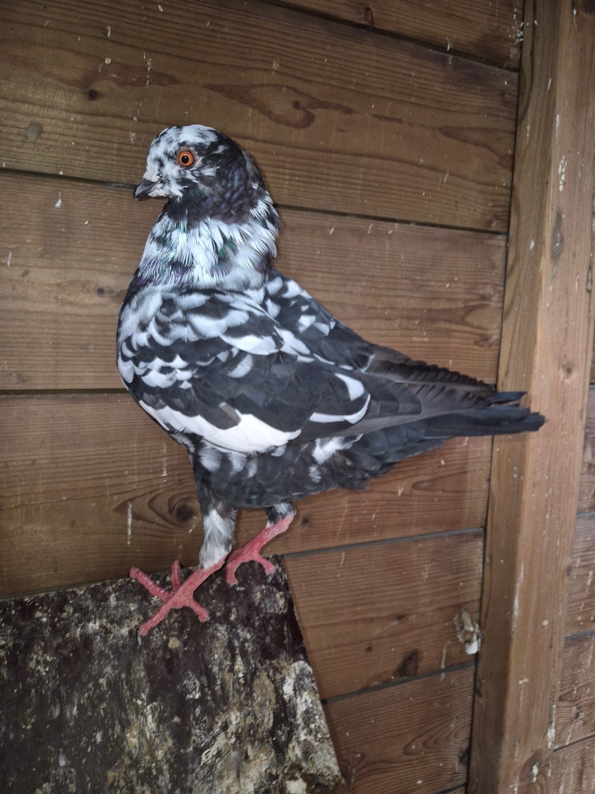 zwarte en zwartbonte modena, Dieren en Toebehoren