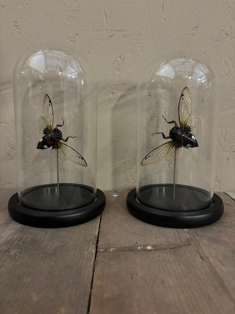 Mooie stolpen met (Black clearwing) cicades!, Ophalen of Verzenden, Nieuw, Insect, Opgezet dier