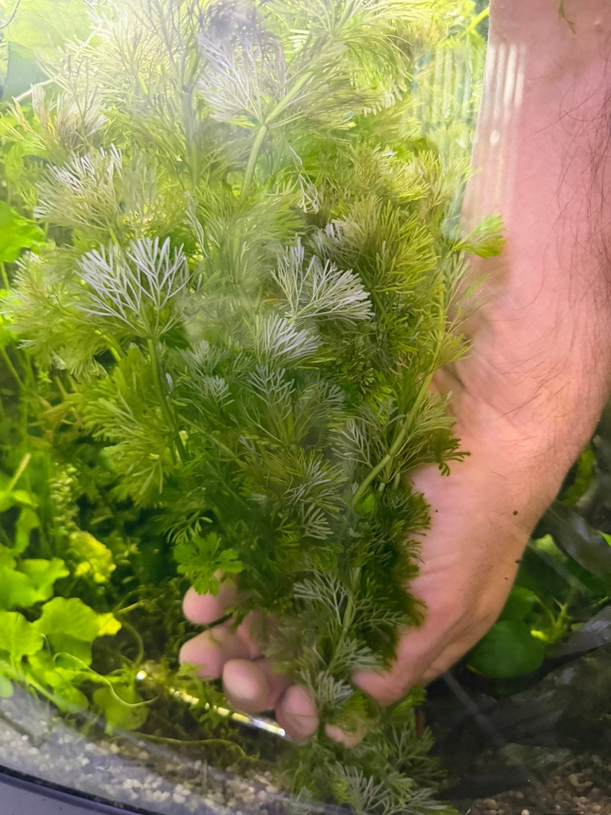 Aquarium planten java mos, ca-bomba, Nymphoides hydro Taiwan, Kreeft, Krab of Garnaal, Zoetwatervis, Schoolvis