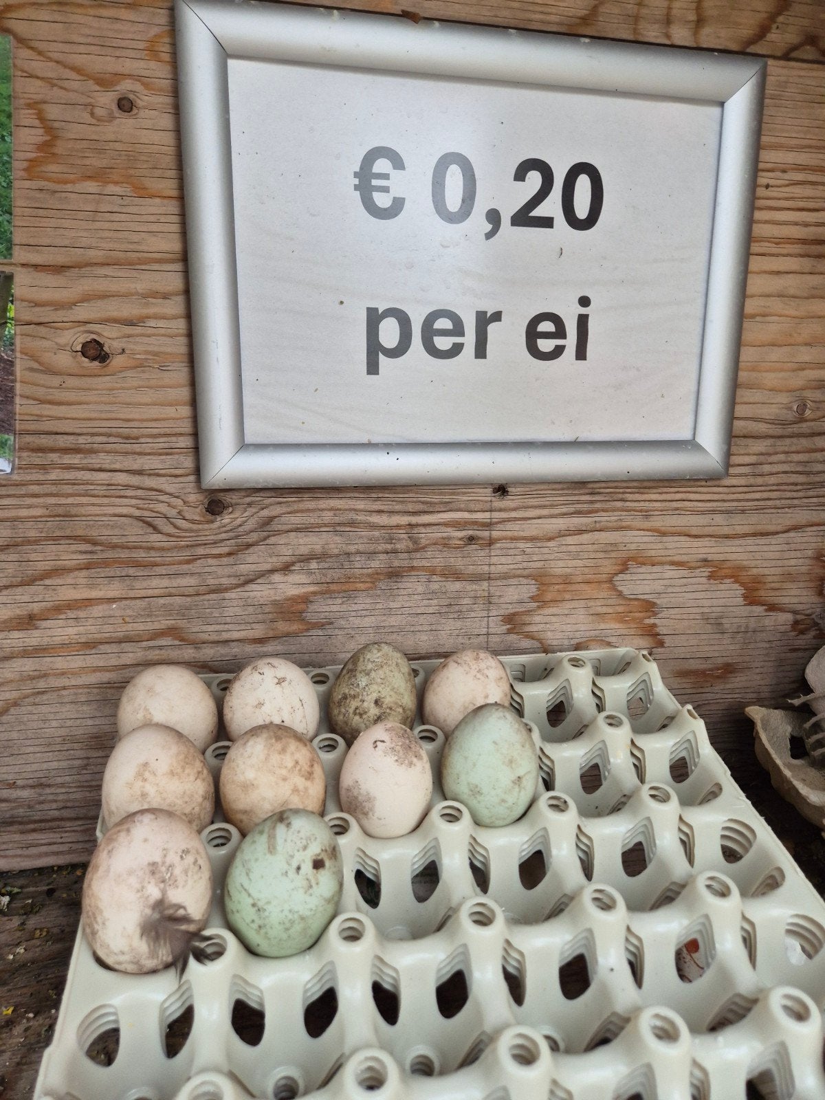 Eenden eieren, Ophalen, Pluimvee