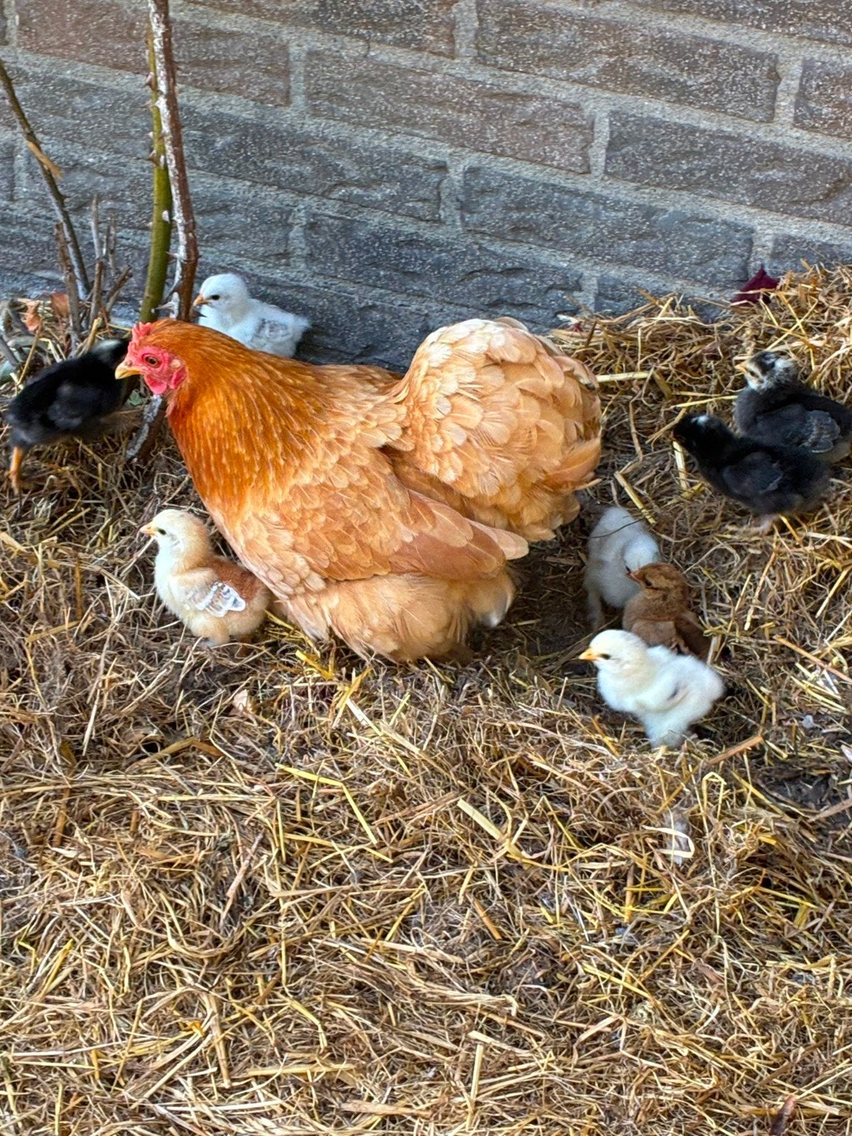 Cochin kip met 8 kuikens, Meerdere dieren, Kip