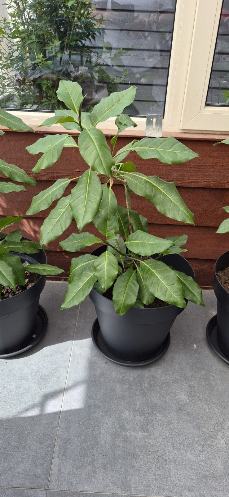 Solandra maxima, Tuin en Terras, Ophalen, Overige soorten
