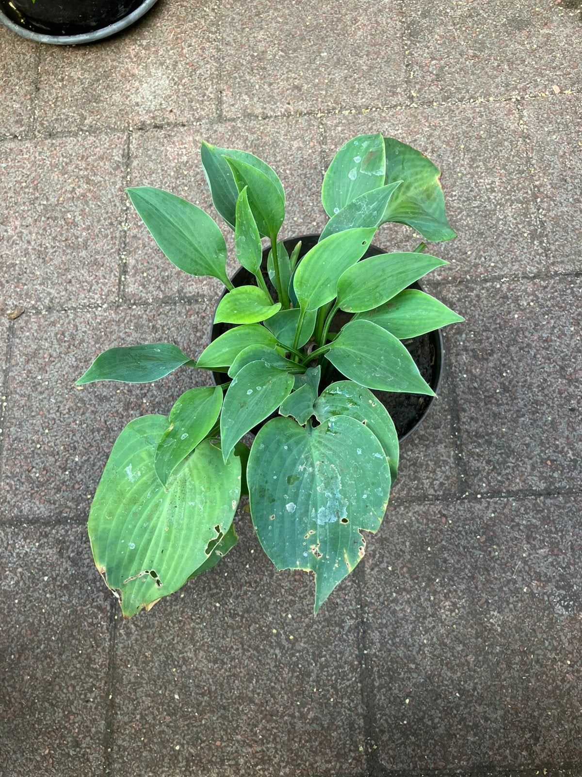 Hosta, Ophalen, Overige soorten, Halfschaduw