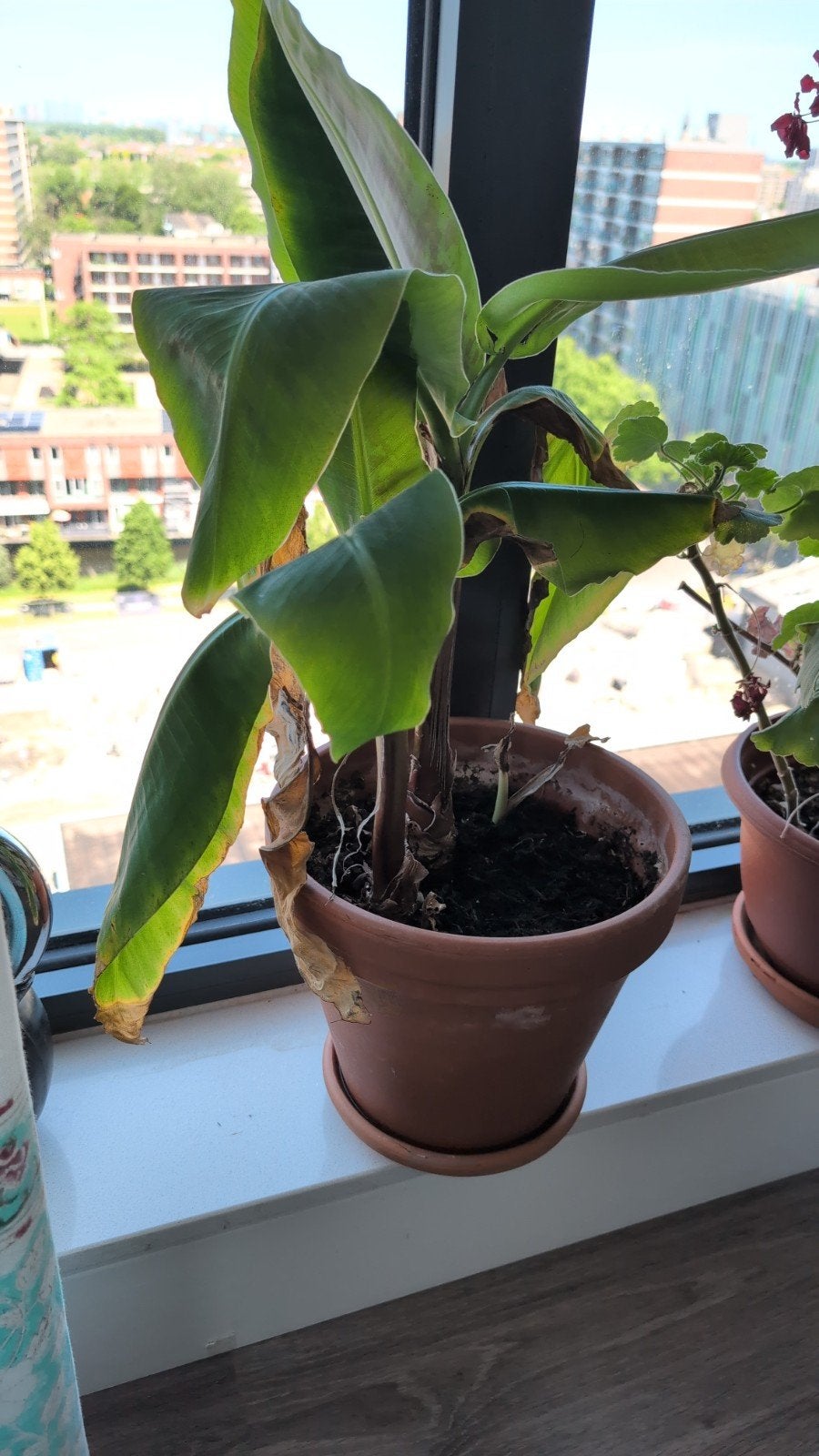Small plants for 2 EUR, Ophalen of Verzenden, Halfschaduw, Minder dan 100 cm