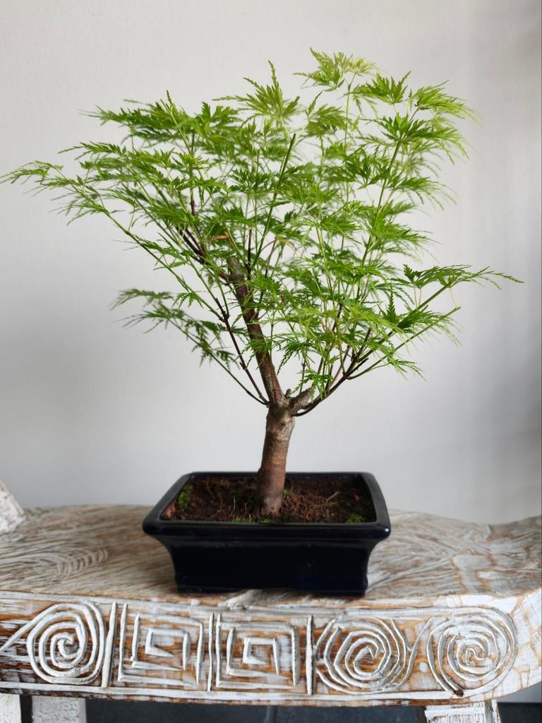 Acer Japanse Esdoorn Dissectum bonsai, Bloeit niet, Halfschaduw, Minder dan 100 cm, Overige soorten