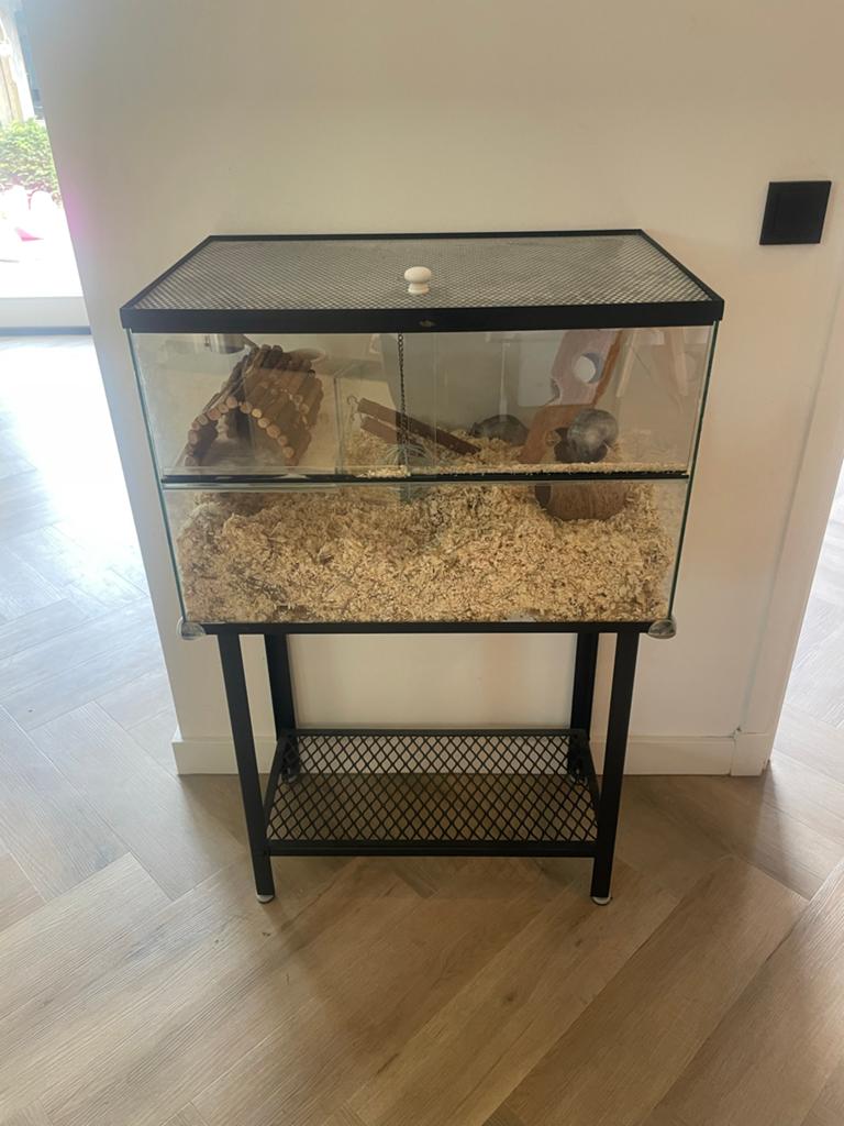 Gerbil verblijf met 2 gerbils, Dieren en Toebehoren, Knaagdieren, Mannelijk, Overige typen, Augustus, Tam