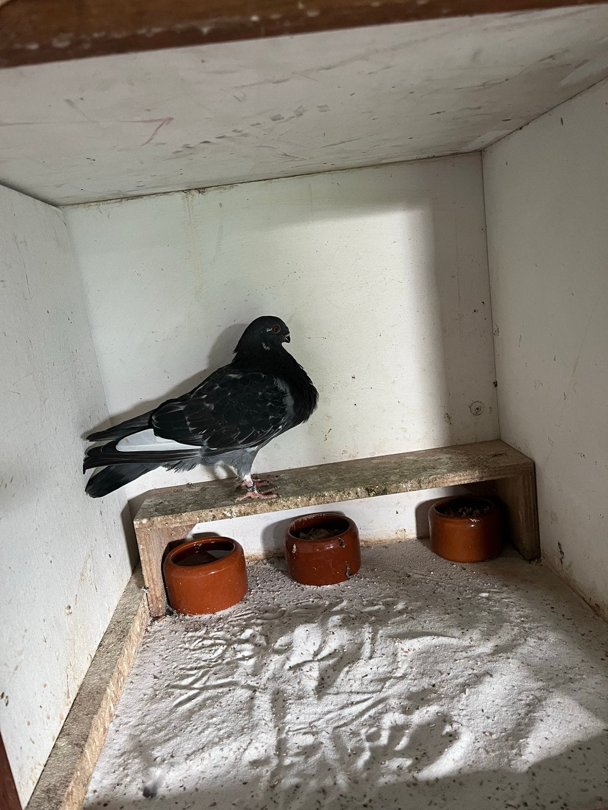 Canario kropper, Dieren en Toebehoren, Mannelijk, Kropper