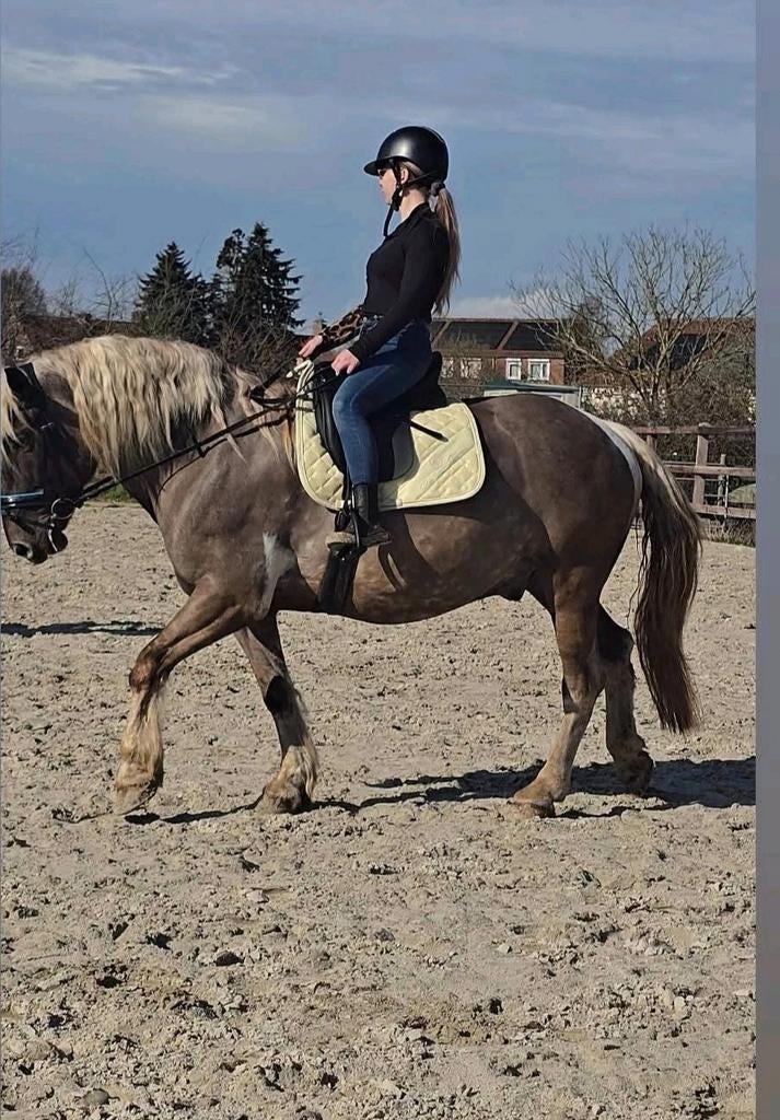 Lease/verzorg pony/paard gezocht, Dieren en Toebehoren, Ophalen of Verzenden