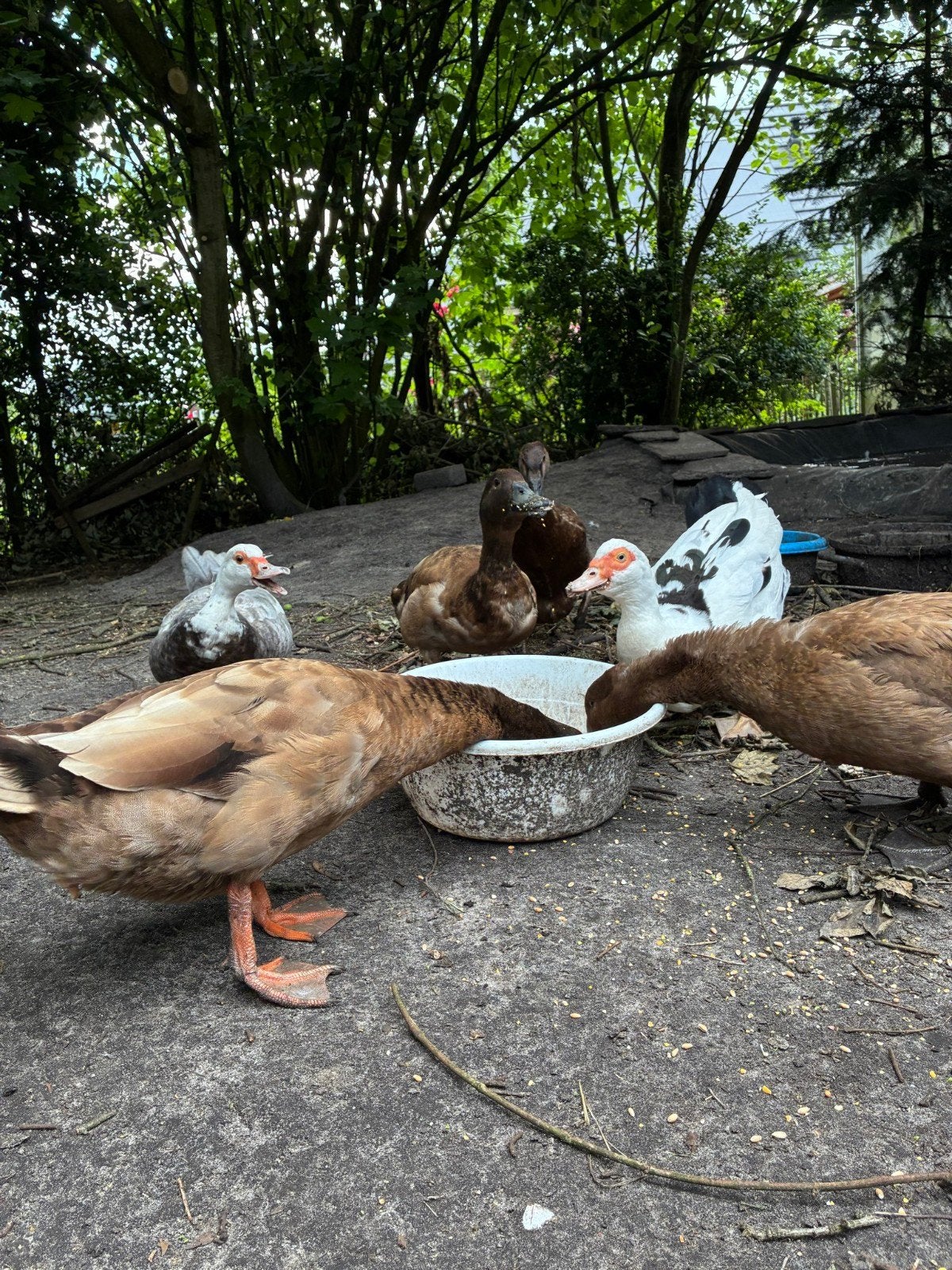 Groepje van 6 eenden, Dieren en Toebehoren, Pluimvee, Meerdere dieren, Eend