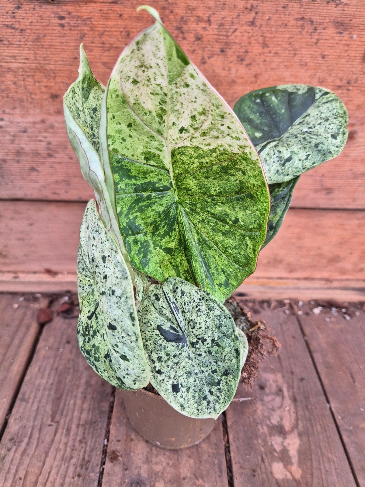 Alocasia Dragon scale Mint p11 (8)