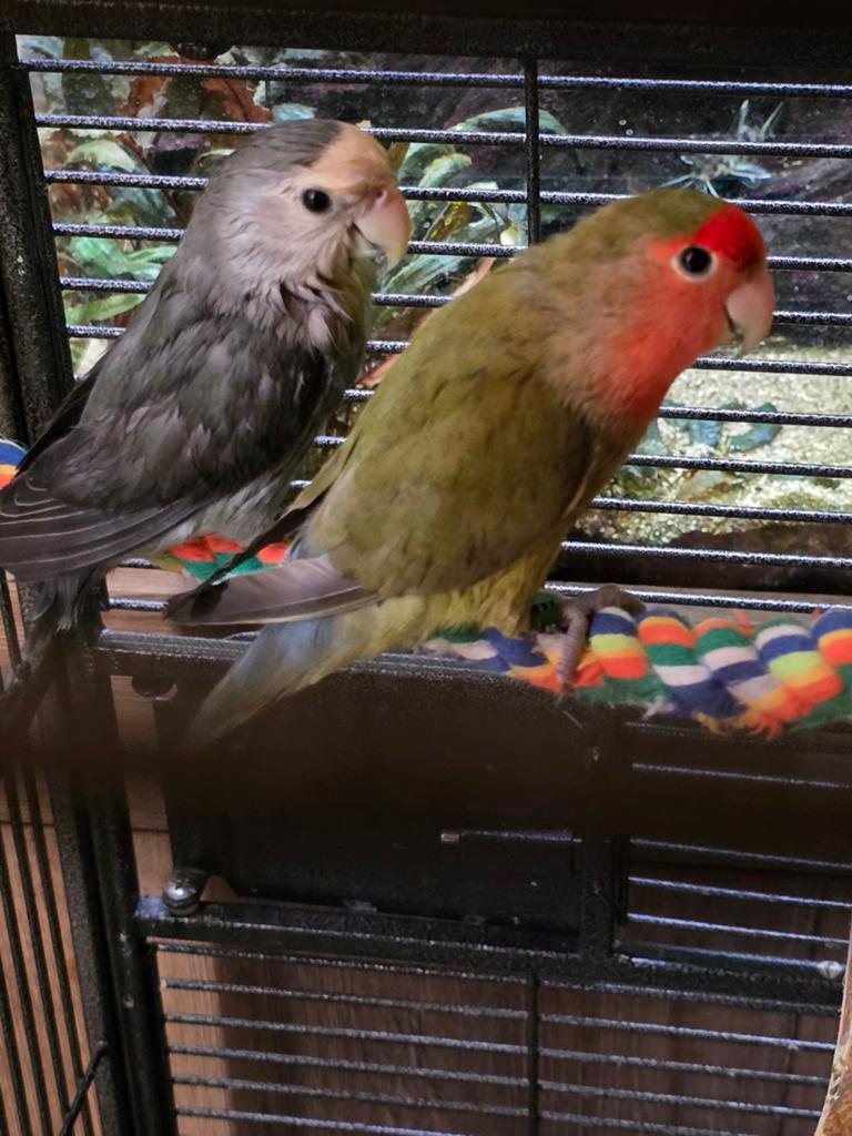 2 jonge (roseicollies) argaponissen koppel, Geslacht onbekend, Dwergpapegaai of Agapornis, Geringd