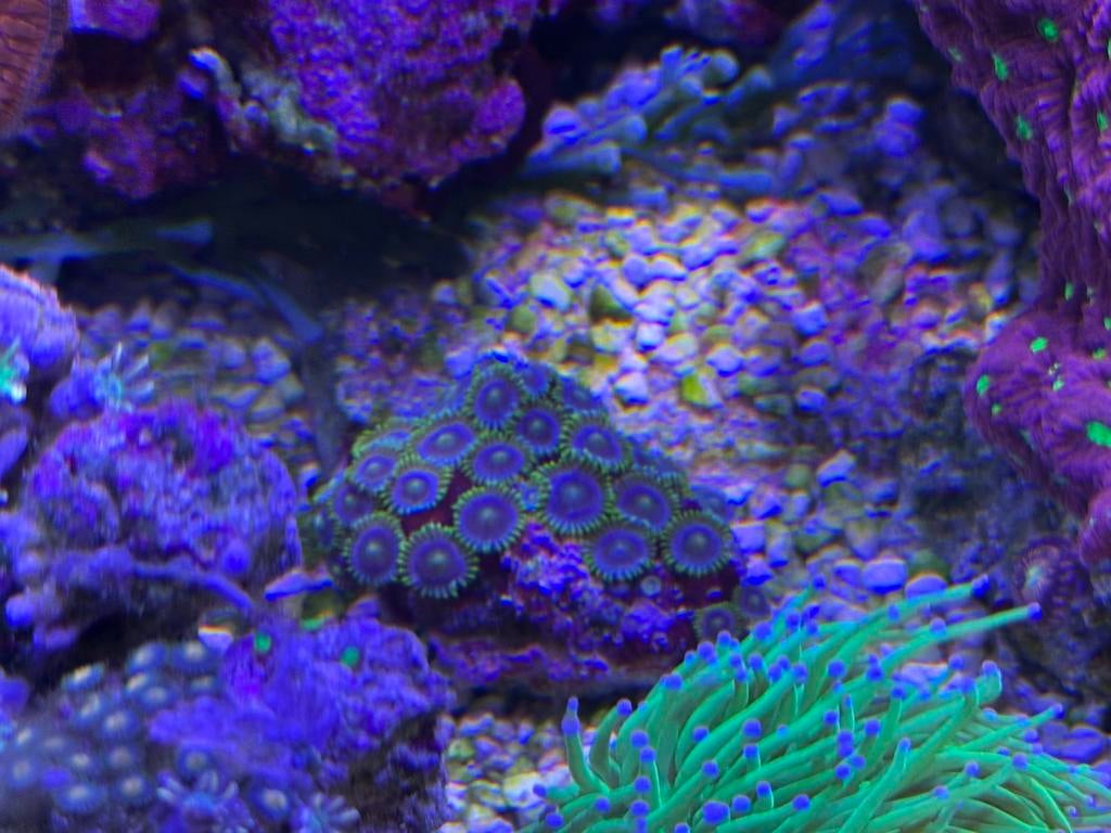 Diverse leuke koraal zoutwater aquarium, Dieren en Toebehoren, Overige typen