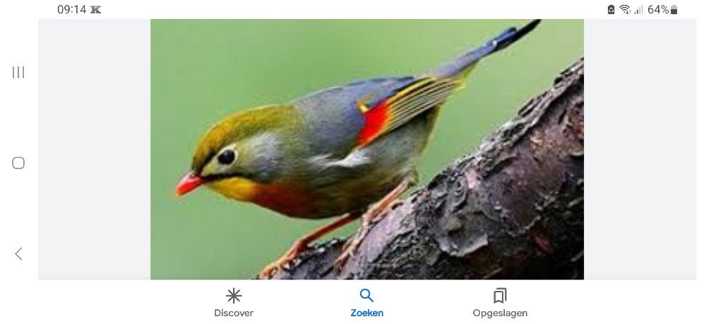 Japanse nachtegaal pop, Dieren en Toebehoren, Ophalen of Verzenden, Nieuw, Hout, Overige typen