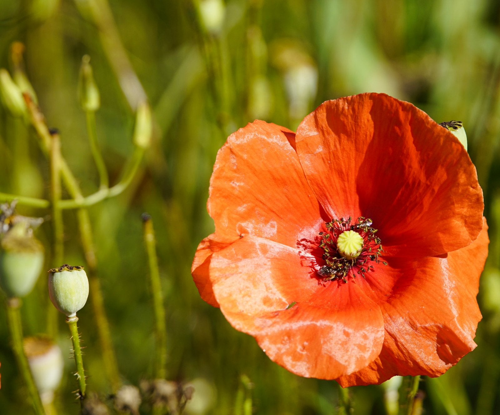 Bleke klaproos - Zaden uit eigen gifvrije tuin, Ophalen of Verzenden, Najaar, Volle zon, Zaad