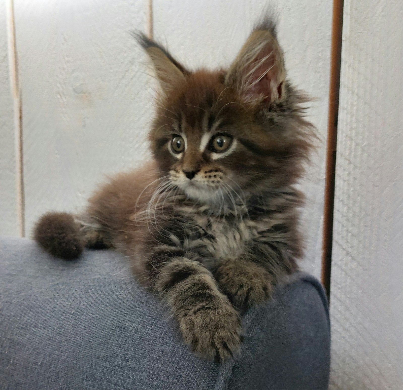 Maine Coon kittens, nog 3 meisjes beschikbaar, Dieren en Toebehoren, Poes, Met stamboom, 0 tot 2 jaar