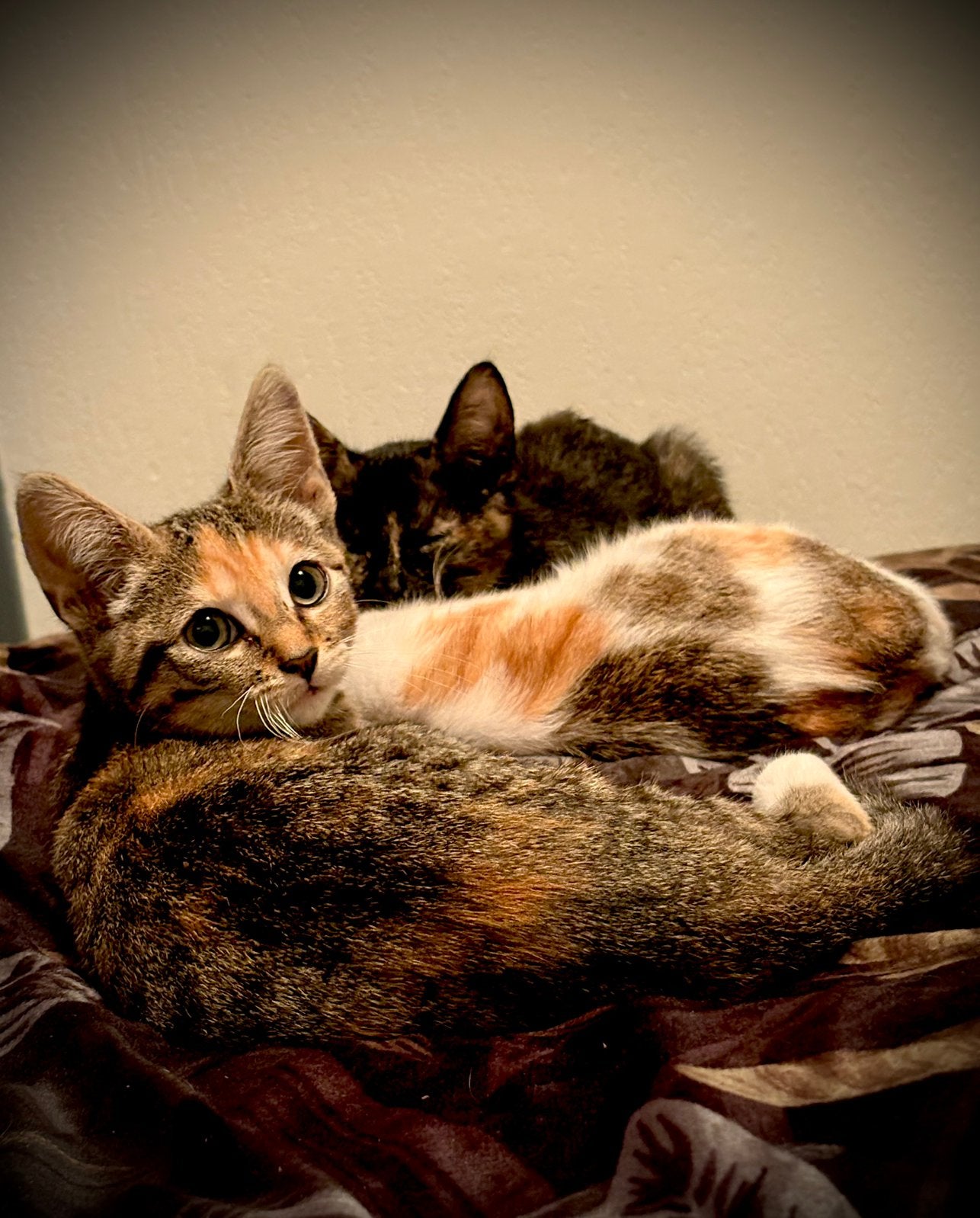 Kittens 11 weken, Meerdere dieren, 0 tot 2 jaar