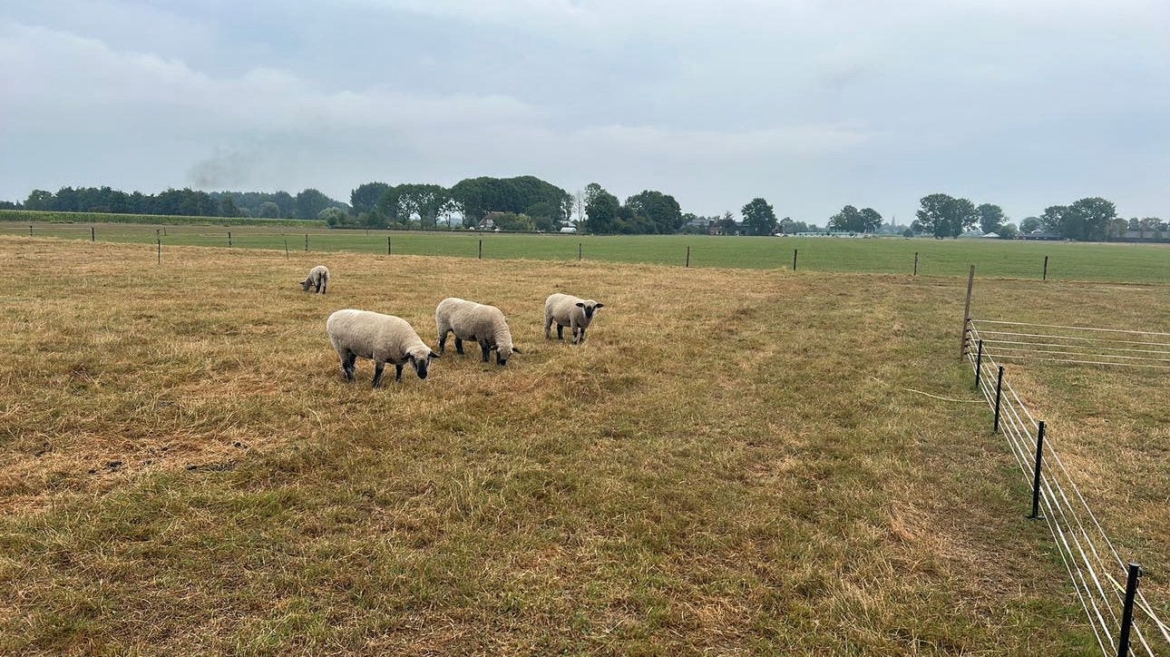 raszuivere hampshire down ooien van 2025, Dieren en Toebehoren, Vrouwelijk, Schaap