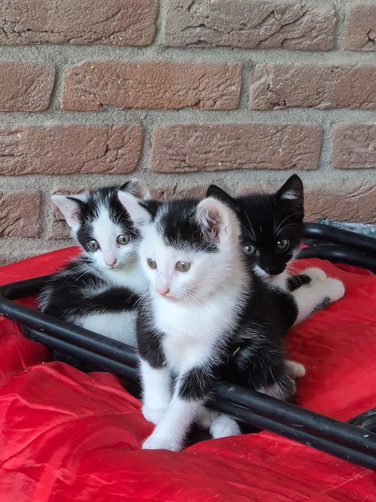 Lieve kittens, Meerdere dieren, Kortharig, 0 tot 2 jaar
