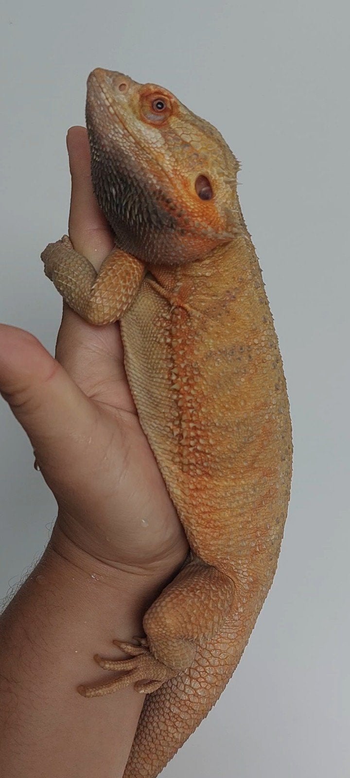 Baardagaam MAN 2 jaar oud Bearded Dragon - male for sale from Selerusker