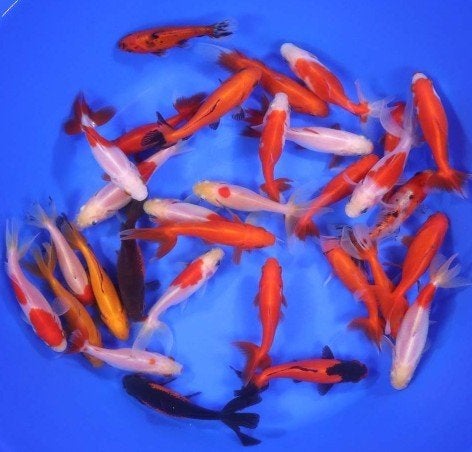 Wakin Goudvis Mix Ca. 10/12 cm - Koidream Valburg, Goudvis(sen)