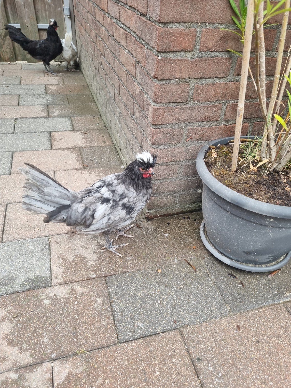 Hollandse kuifhoen hanen, Mannelijk, Kip