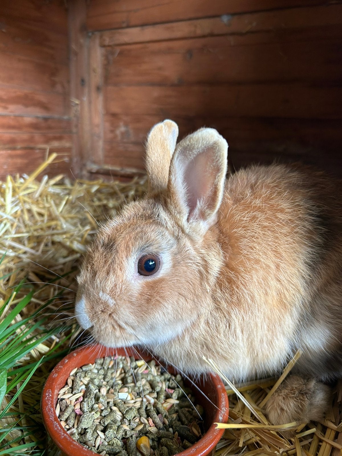 Konijntje (rammetje) van 2 jaar, Dieren en Toebehoren, Konijnen, Mannelijk, Klein, 0 tot 2 jaar