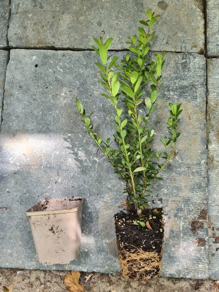 Ilex Caroline Upright, ideale buxusvervanger, Ophalen of Verzenden, Hulst, Haag, Minder dan 100 cm