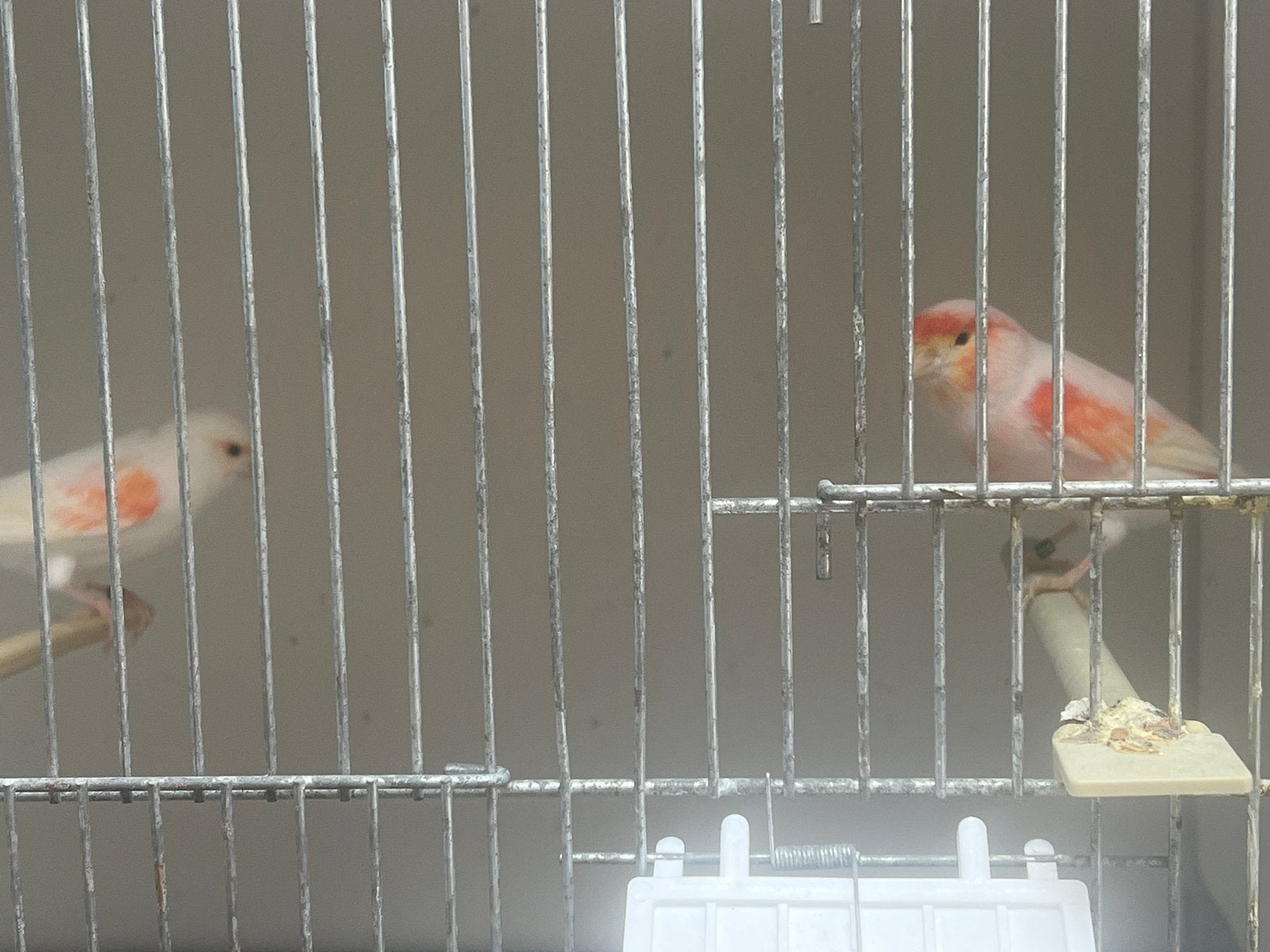 Koppel Mozaiek kanaries, Dieren en Toebehoren, Vogels | Kanaries, Meerdere dieren, Kleurkanarie