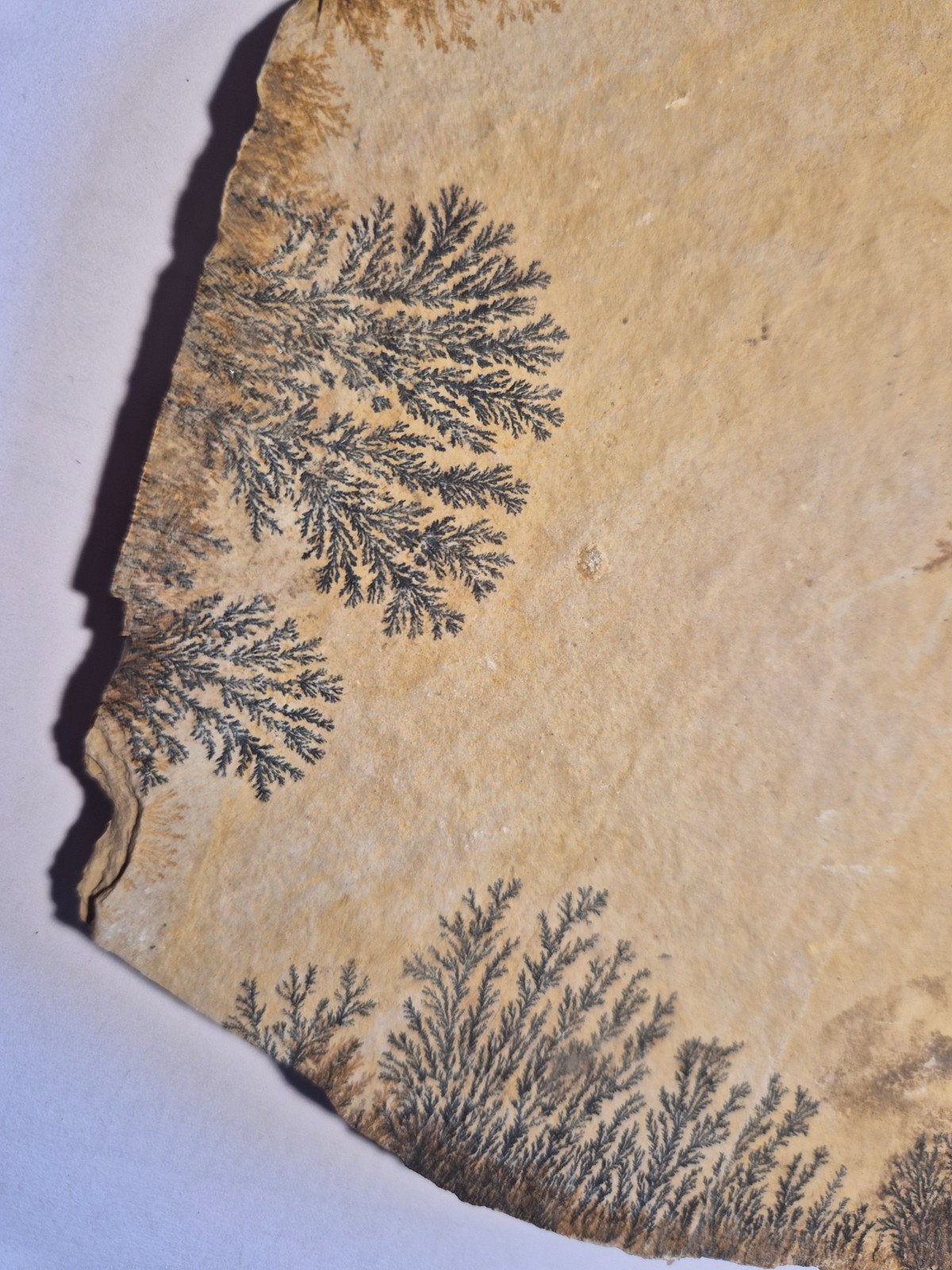 prachtige dendrieten uit het kalksteen van Solnhofen, Ophalen of Verzenden