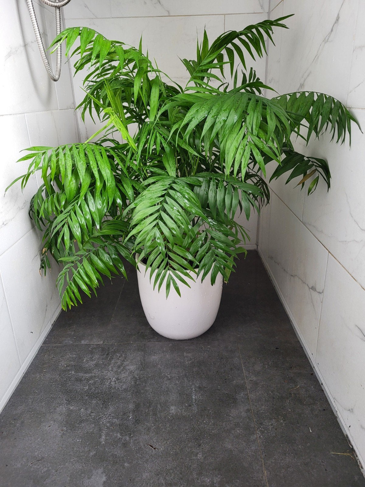 Mexicaanse Bergpalm Chamaedorea Elegans pot 28 cm  25 cm h, Huis en Inrichting, Ophalen, Palm, Halfschaduw, In pot