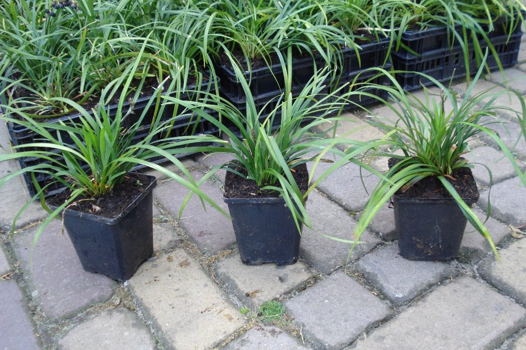 Liriope Muscari/Leliegras, Ophalen, Vaste plant, Siergrassen, Halfschaduw