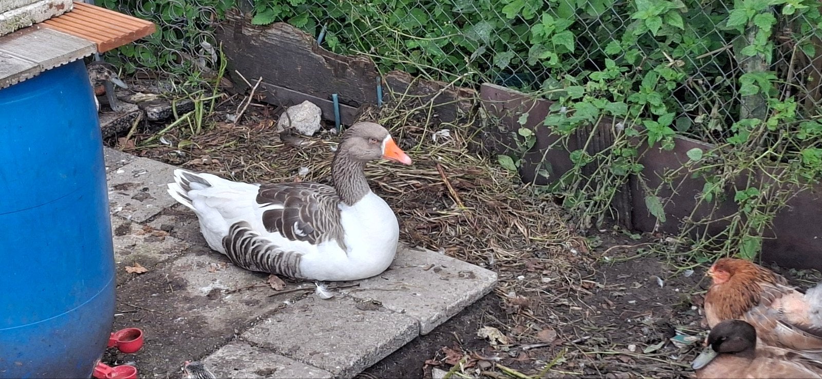 ganzen, Dieren en Toebehoren, Meerdere dieren, Gans of Zwaan