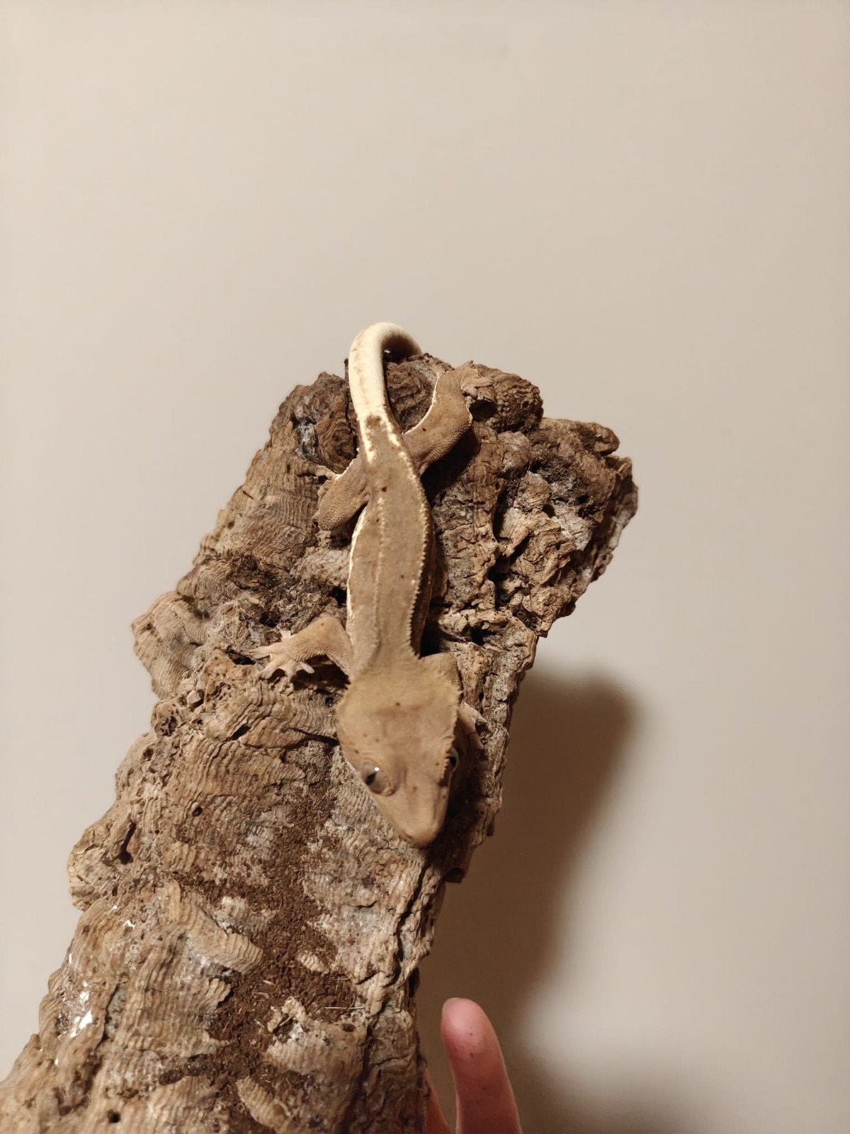 Wimpergekko, Hagedis, 0 tot 2 jaar