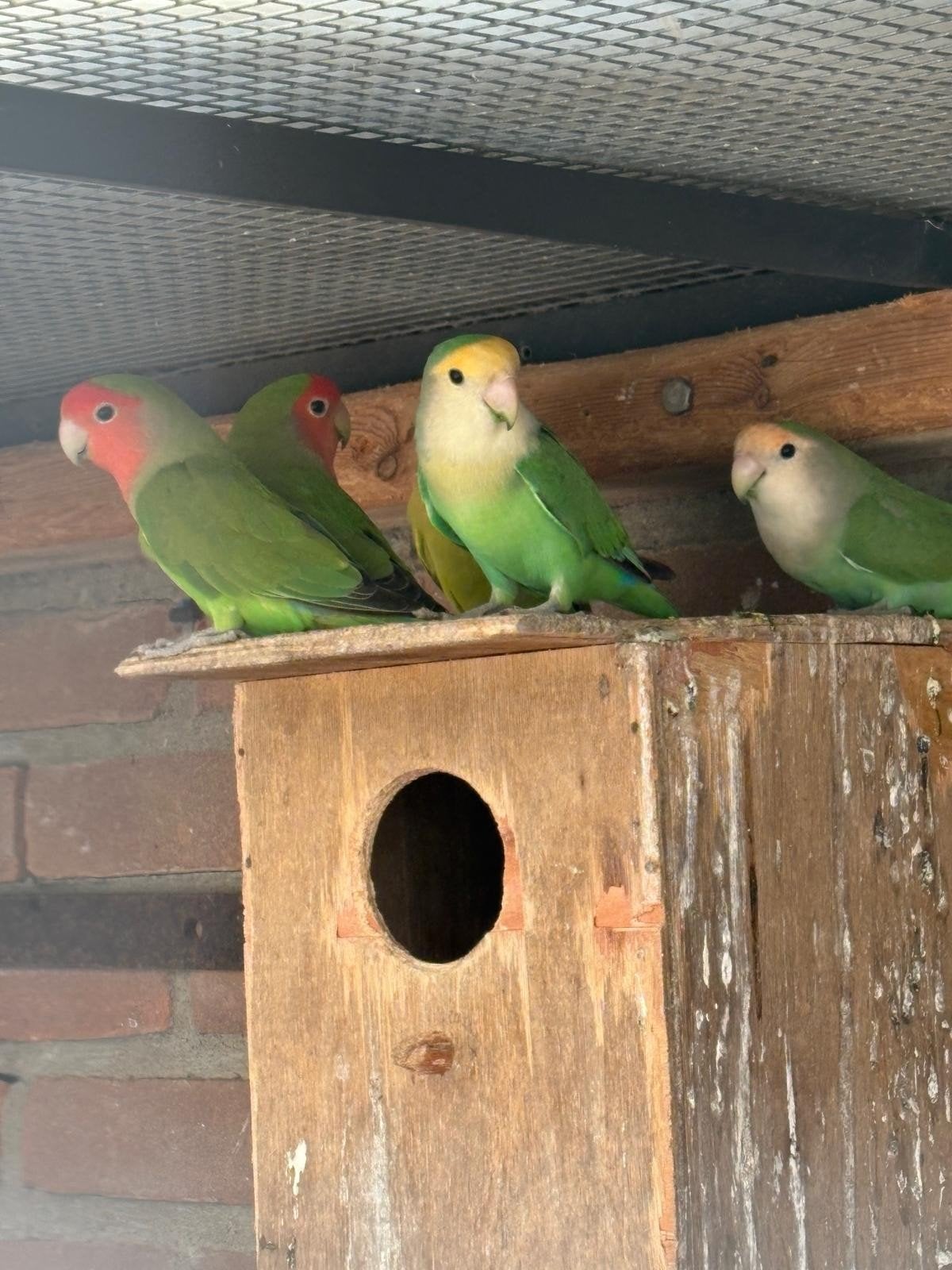 Collies en valkparkieten, Dieren en Toebehoren, Vogels | Parkieten en Papegaaien, Meerdere dieren, Parkiet