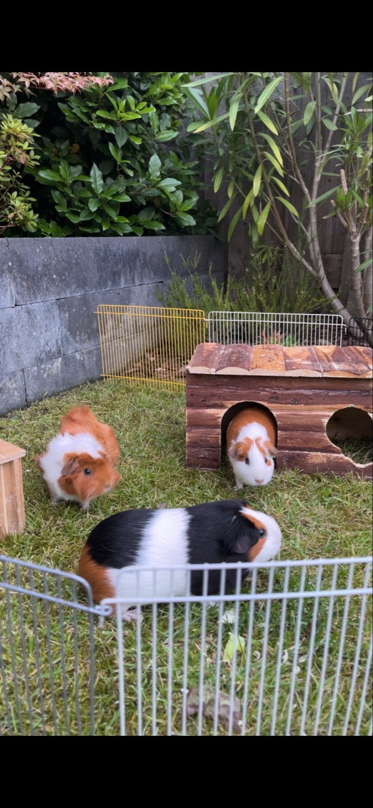3 lieve cavia meisjes tekoop, Dieren en Toebehoren, Knaagdieren, Cavia, Vrouwelijk, Tam, September