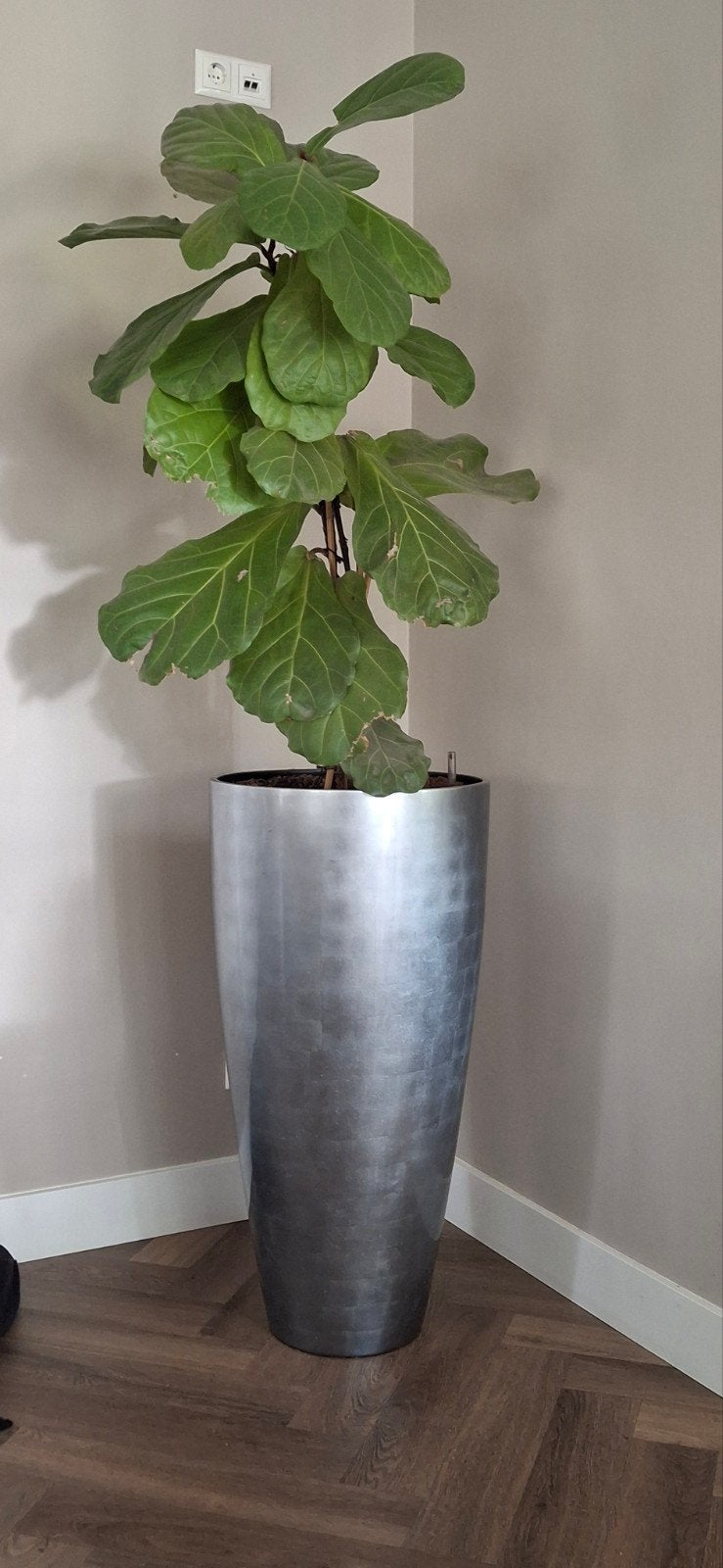 hydro (Tabaksplant) in Zilveren Pot, Ophalen, Ficus, Halfschaduw, In pot