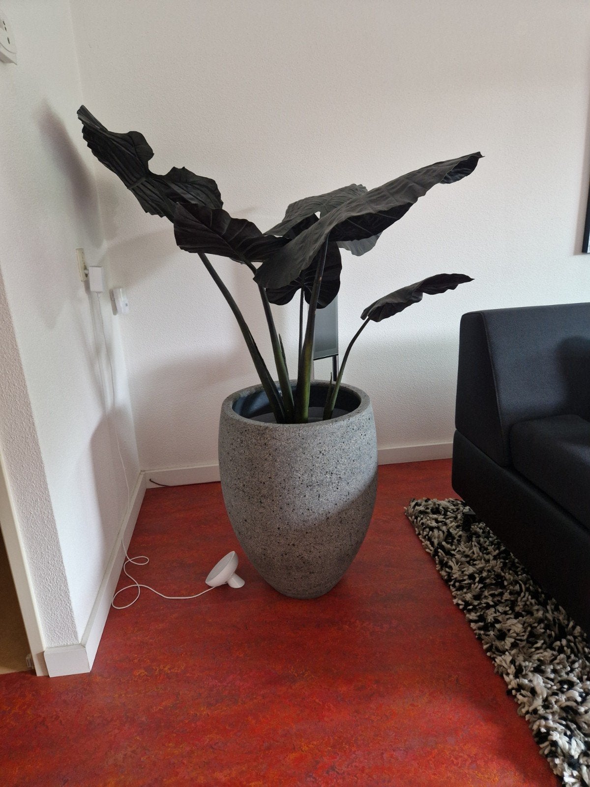 Grote nep kamerplant in pot / moet zsm weg, Ophalen, In pot, Halfschaduw, Minder dan 100 cm