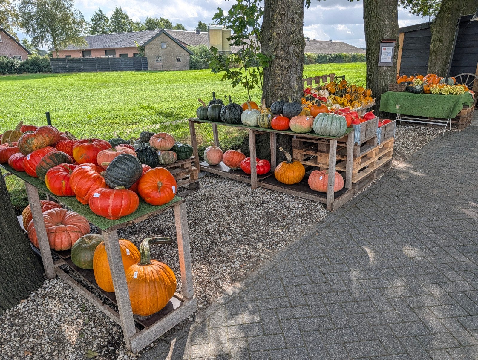 Diverse soorten pompoenen & kalebassen, Ophalen of Verzenden