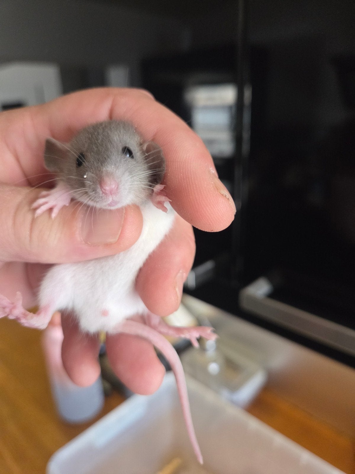 Dumbo ratjes mogen verhuizen️ Belgie Bilzen, Dieren en Toebehoren, Rat, Meerdere dieren, Tam, September