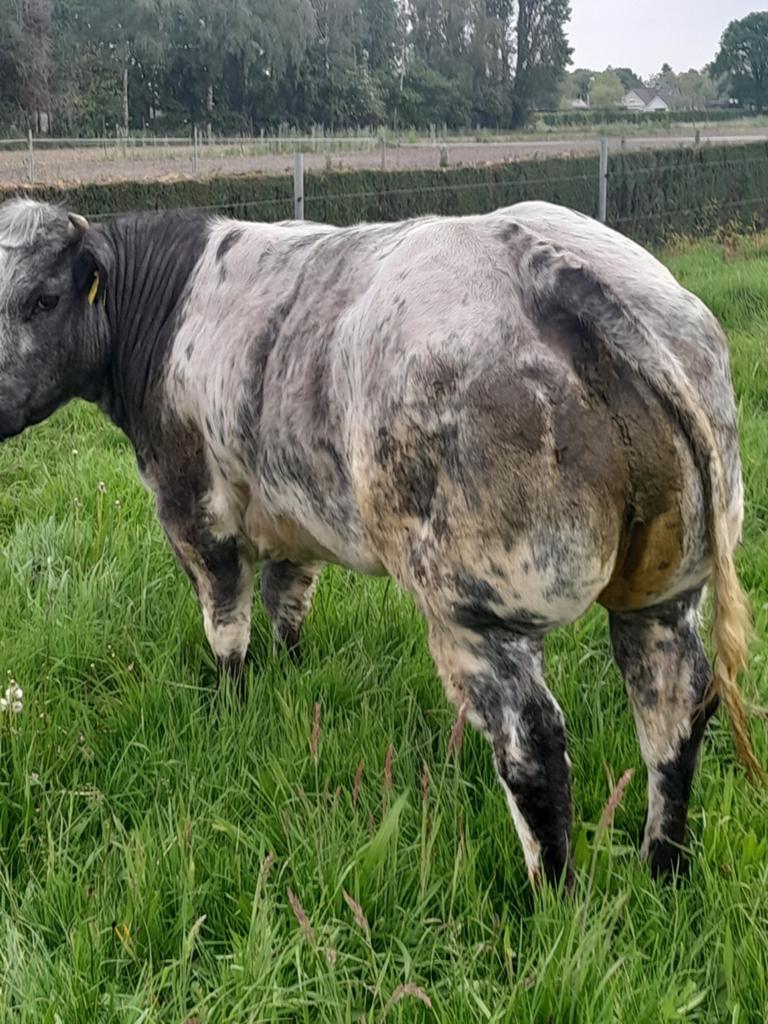 2 luxe dikbil vaarzen, Dieren en Toebehoren, Runderen, Vrouwelijk
