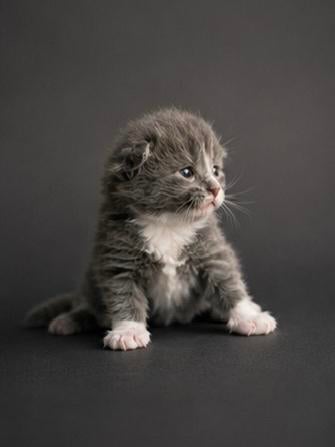 Maine Coon kittens, Dieren en Toebehoren, Katten en Kittens | Raskatten | Langhaar, Meerdere dieren, Ontwormd