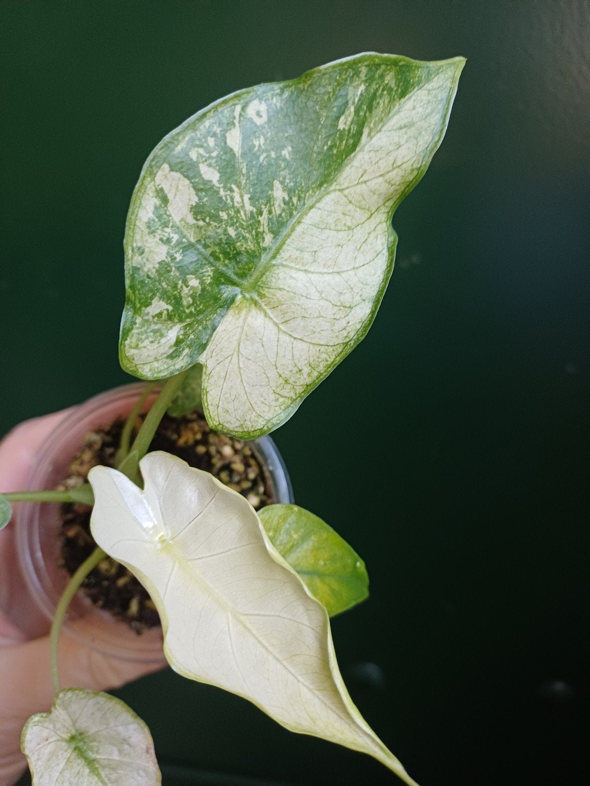 Alocasia Gageana Albo Variegata, Huis en Inrichting, Ophalen of Verzenden, Halfschaduw, Minder dan 100 cm