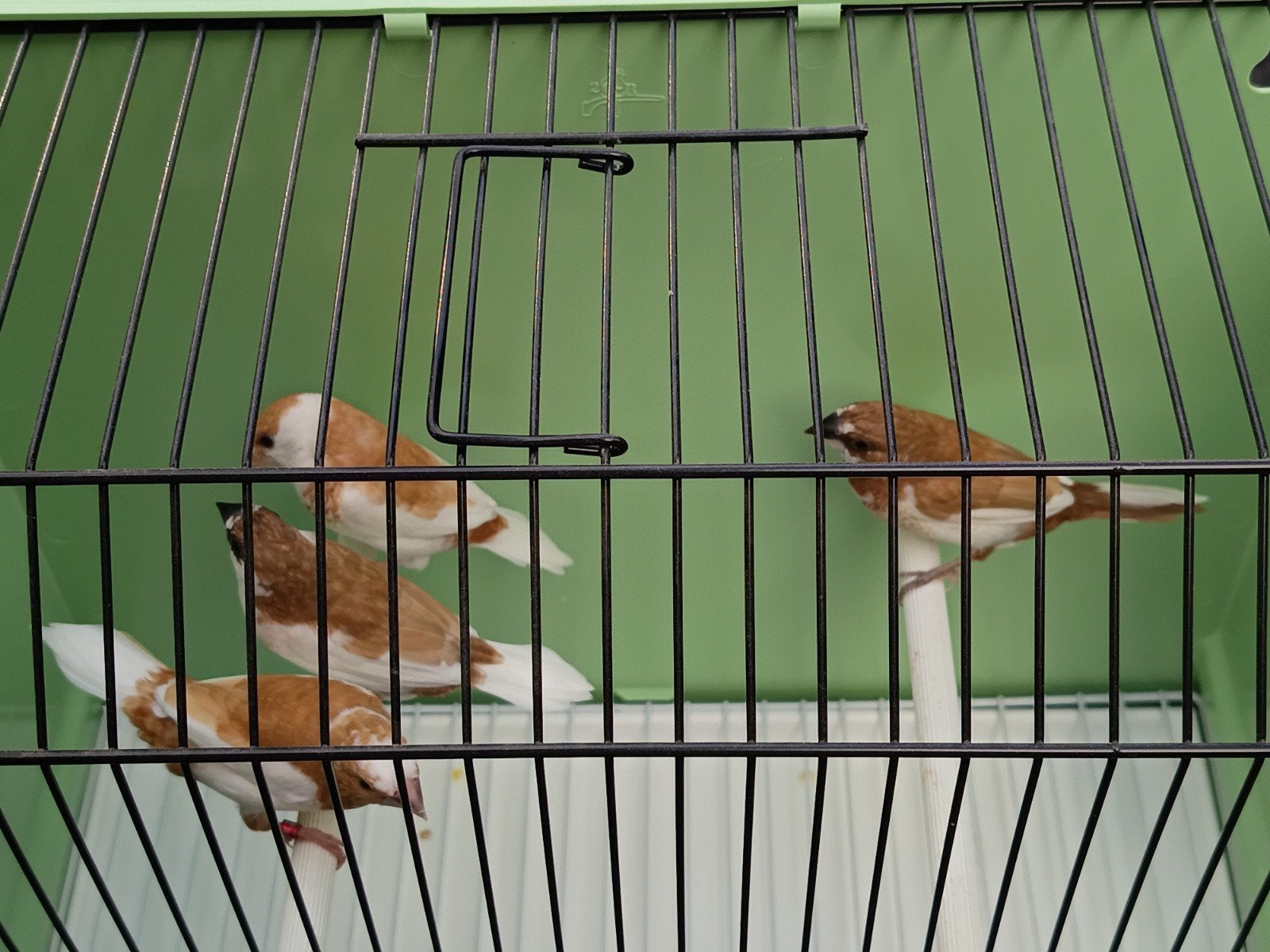 Volwassen koppels Japanse meeuwtjes, Dieren en Toebehoren, Vogels | Overige Vogels, Meerdere dieren