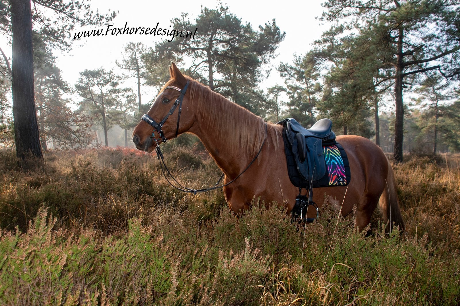 Nieuw! Dressuur dekje zebra regenboog pony, Ophalen of Verzenden, Nieuw