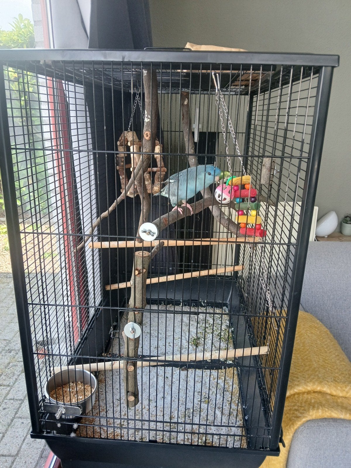 catherine / lineolated parkiet + kooi, Geslacht onbekend, Parkiet, Tam