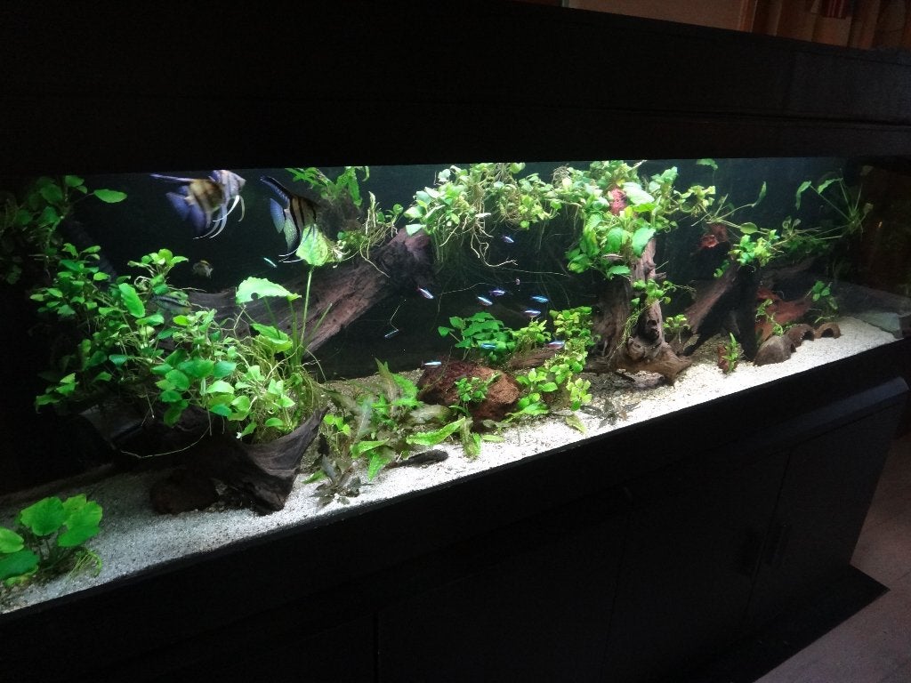 groot aquarium met kast, Ophalen, Gebruikt, Overige merken, Leeg aquarium