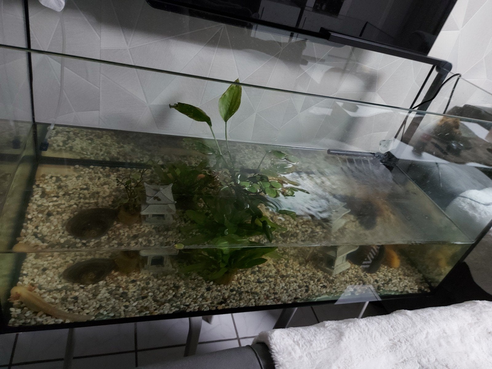 5 axelotls plus aquarium 200 liter en toebehoren, Dieren en Toebehoren, Vissen | Aquaria en Toebehoren, Ophalen of Verzenden, Gevuld zoetwateraquarium