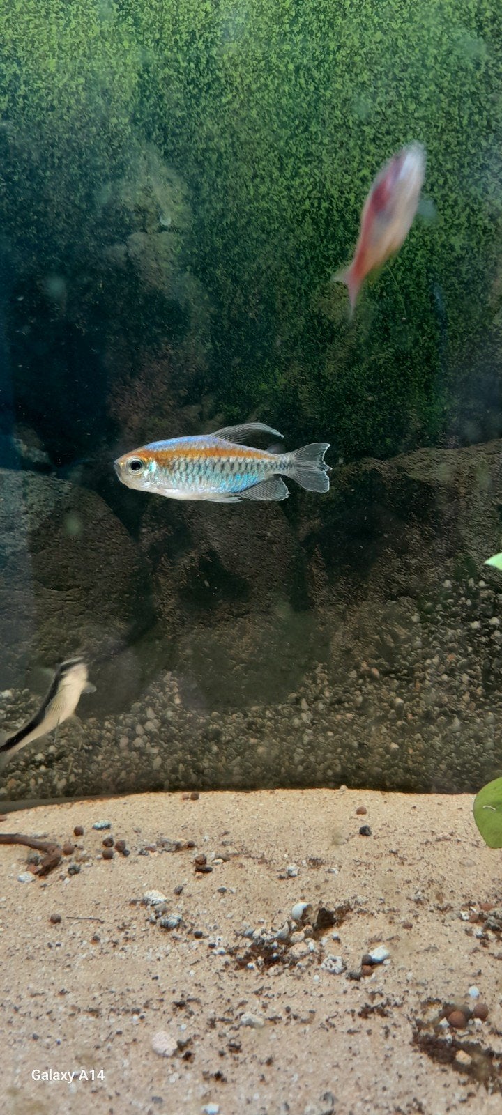 1 Congozalm, Dieren en Toebehoren, Ophalen