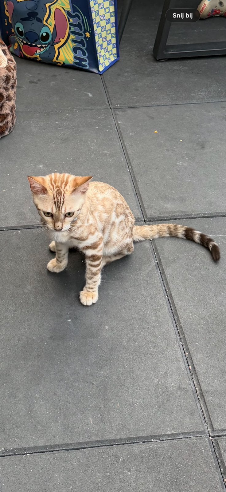 Snow bengaal poes, Dieren en Toebehoren, Poes, Ontwormd