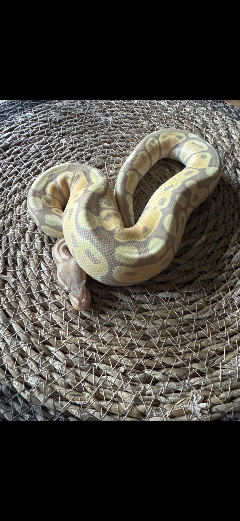 Python regius, Dieren en Toebehoren